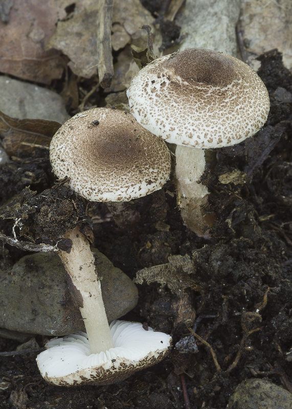 Lepiota echinella